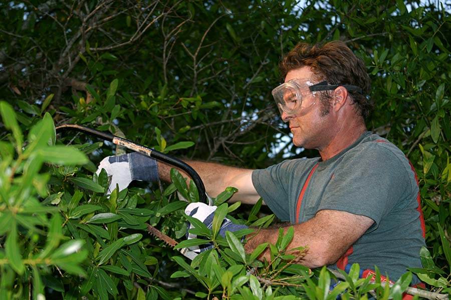 Tree Trimming in Tree Service Locations