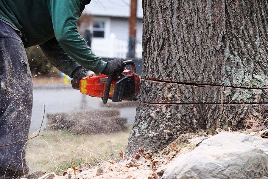Tree Removal in Lake Forest
